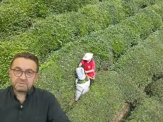 Rize Ticaret Borsası Başkanı Erdoğan'dan ikinci sürgün çay sezonu uyarısı